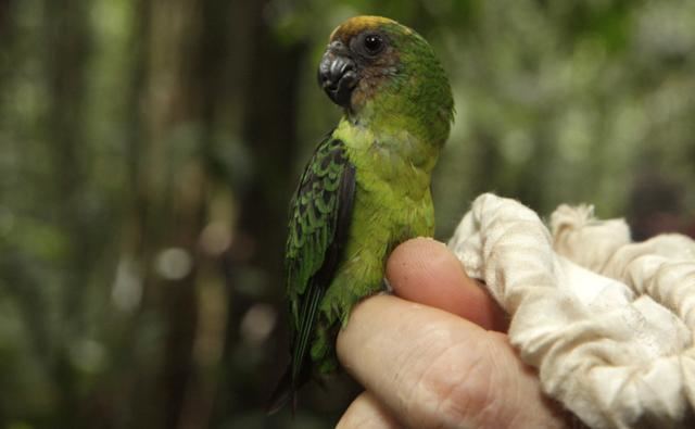 Pygmy parrot BBC Nature Pygmy parrots videos news and facts