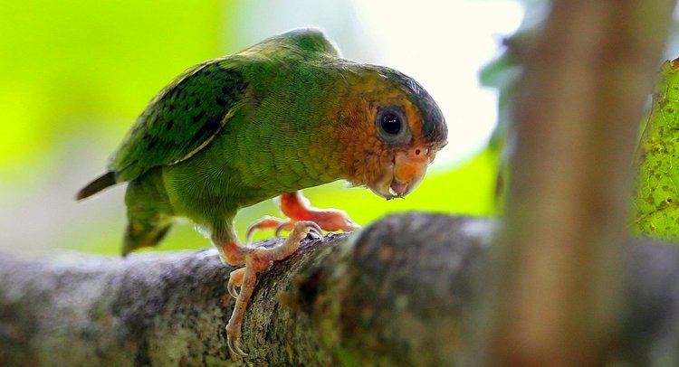 Pygmy parrot HAND REARED PARROT BABIES Bonapartemadr