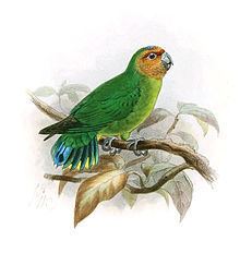 Pygmy parrot httpsuploadwikimediaorgwikipediacommonsthu