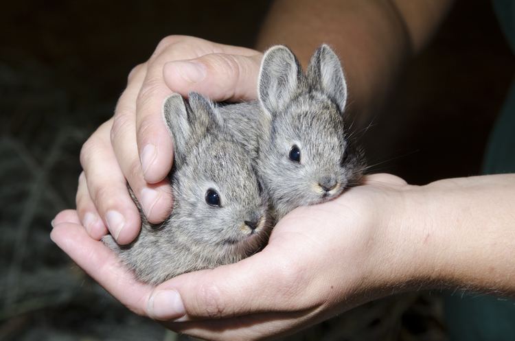 Pygmy rabbit The pygmy rabbit is the world39s smallest leporid Adults weigh from