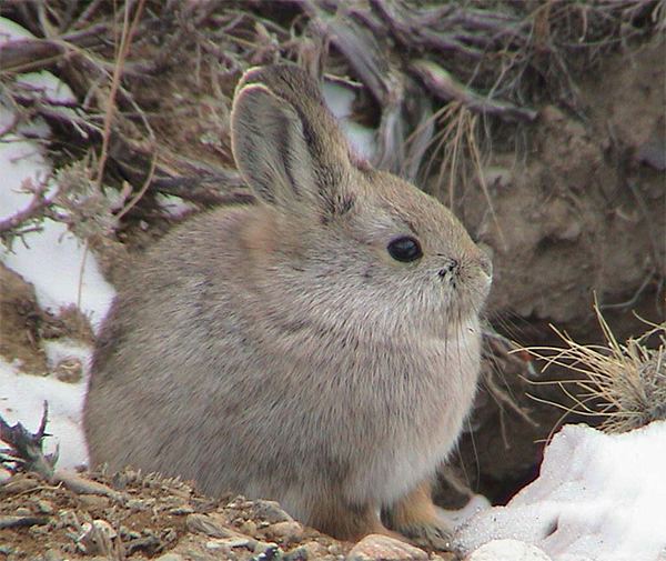 Pygmy rabbit Nevada Department of Wildlife