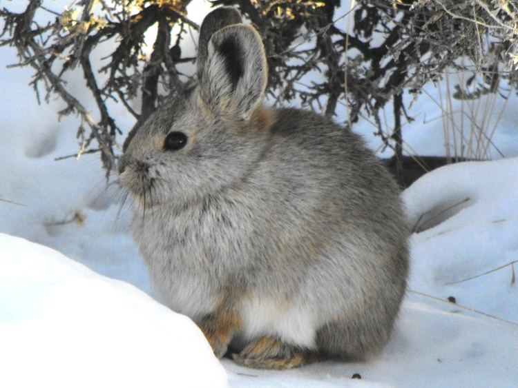 Pygmy rabbit httpsidfgidahogovspeciessitesdefaultfiles