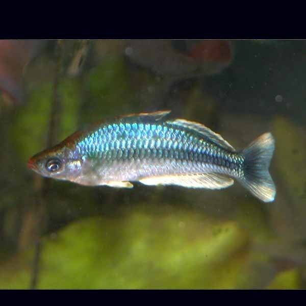 Pygmy rainbowfish wwwaquagreencomauimagesMelanotaeniapygmaea0