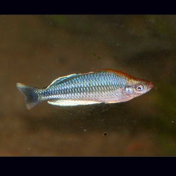 Pygmy rainbowfish AQUAGREEN Fact Sheet
