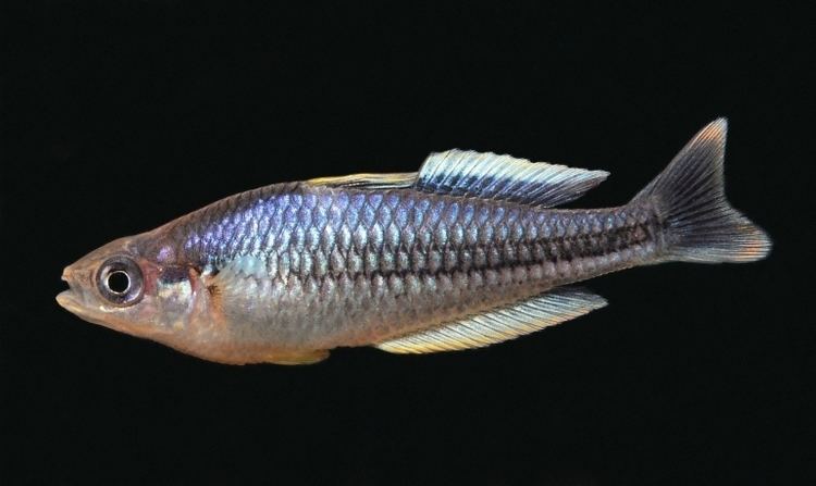 Pygmy rainbowfish Melanotaenia pygmaea
