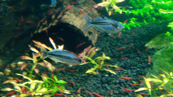 Pygmy rainbowfish Melanotaenia pygmaea Pygmy Rainbowfish LRBretz Aquatics
