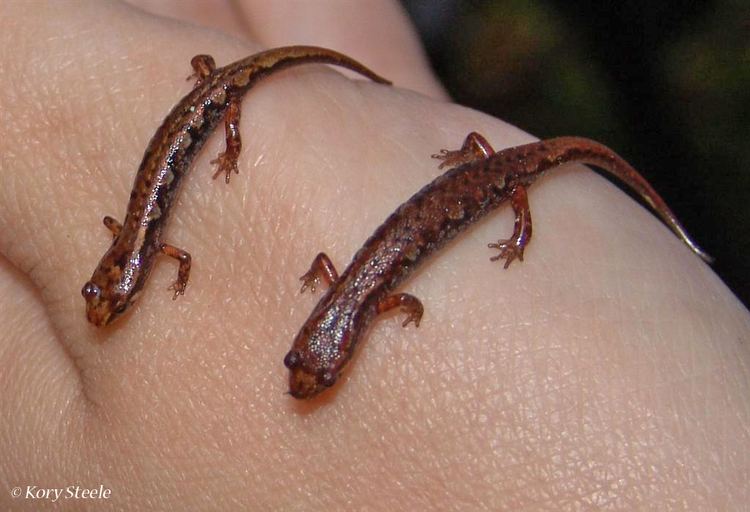 Pygmy salamander Northern Pygmy Salamander