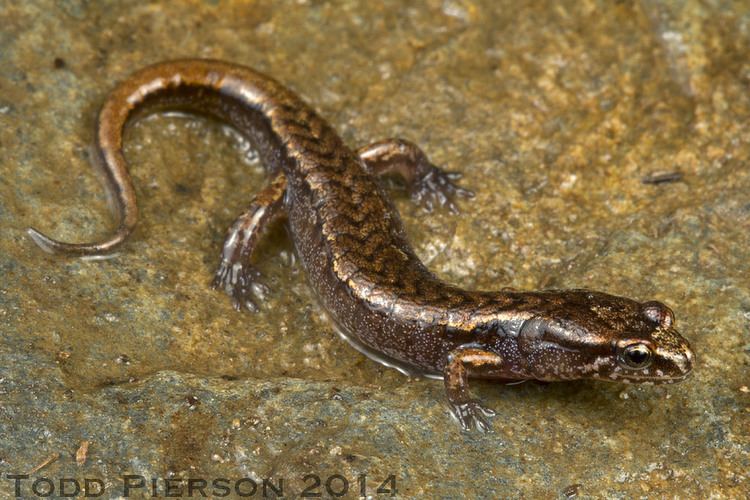 Pygmy salamander Desmognathus wrighti Pygmy Salamander An adult from the Flickr