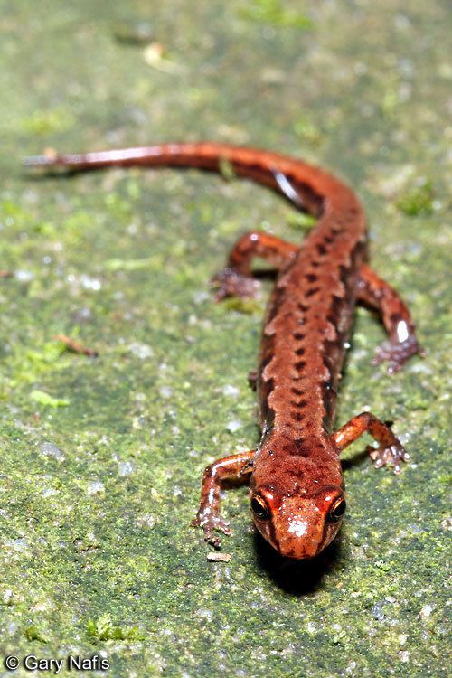 Pygmy salamander Northern Pygmy Salamander Desmognathus organi