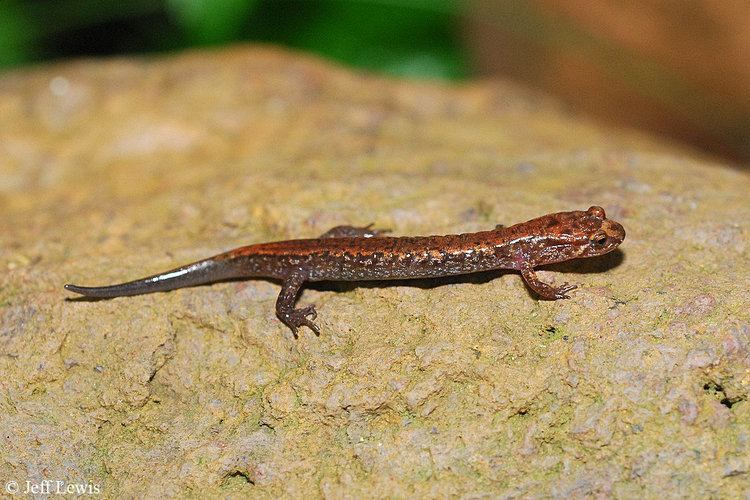 Pygmy salamander wwwvirginiaherpetologicalsocietycomamphibianss