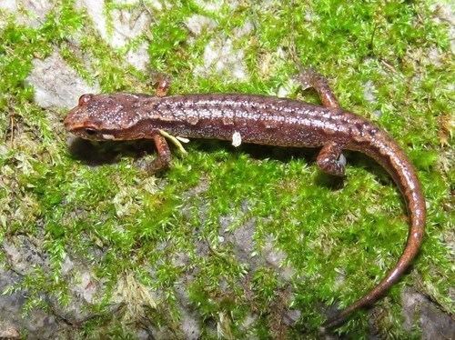 Pygmy salamander Pygmy Salamander observed by robvanepps on July 20 2013