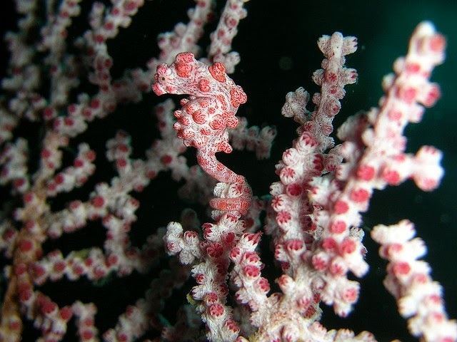Pygmy seahorse The Amazing Pygmy Seahorse Now You See Me The Ark In Space