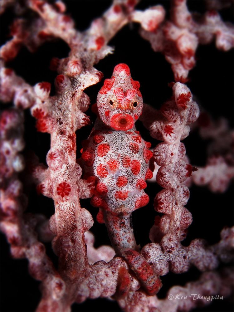 Pygmy seahorse Pygmy Seahorse Photo Tips UnderWater Macro Photographers