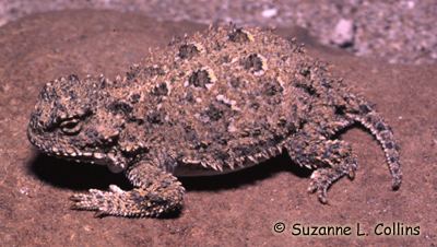 Pygmy short horned lizard - Alchetron, the free social encyclopedia