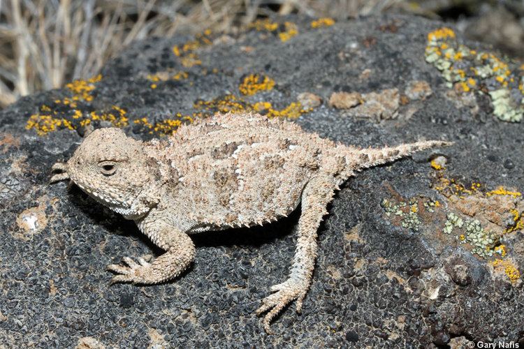 Pygmy short horned lizard - Alchetron, the free social encyclopedia