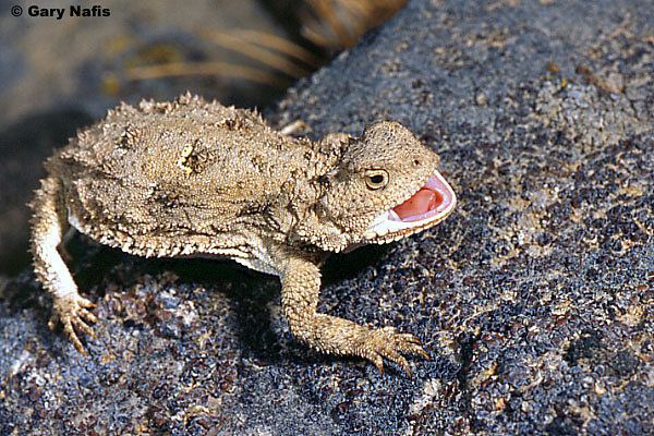 Pygmy short horned lizard - Alchetron, the free social encyclopedia