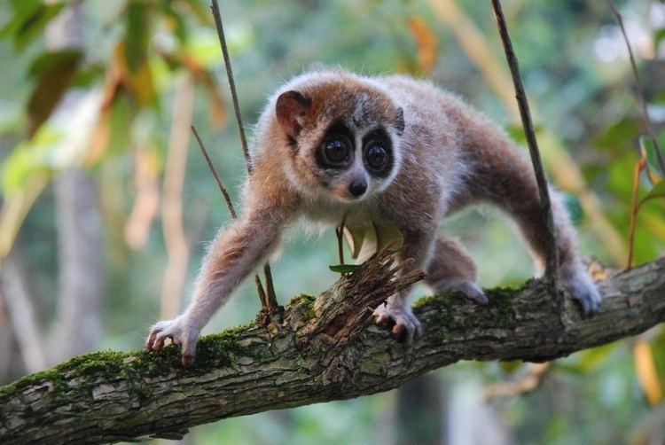 Pygmy slow loris Experts discover pygmy slow loris is first primate outside of