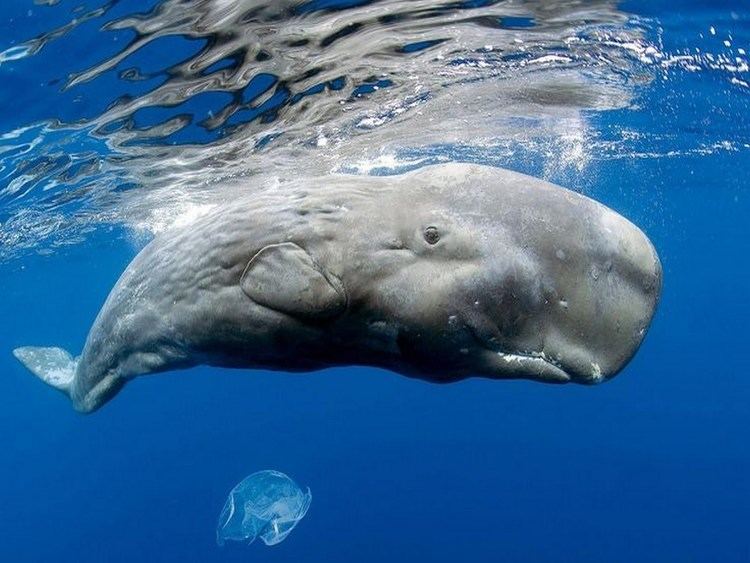 Pygmy sperm whale httpsiytimgcomviHFUzDFPrSJMmaxresdefaultjpg