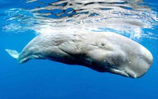 Pygmy sperm whale The pygmy sperm whale Kogia breviceps Kaieteur News