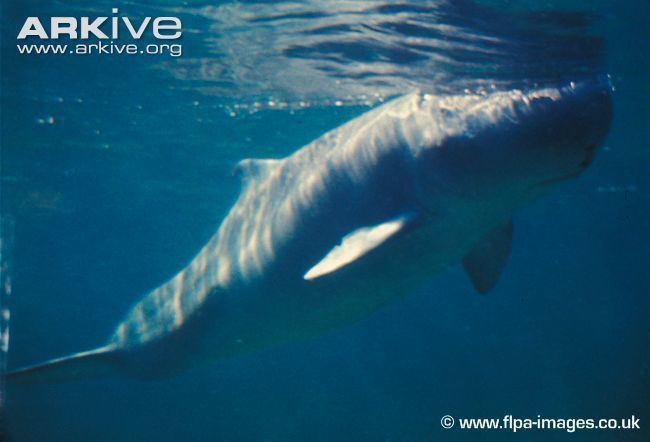 Pygmy sperm whale Pygmy sperm whale photos Kogia breviceps ARKive