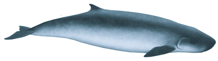 Pygmy sperm whale Pygmy Sperm Whale