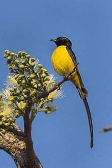 Pygmy sunbird httpsuploadwikimediaorgwikipediacommonsthu