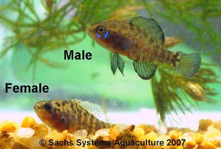 Pygmy sunfish Okefenokee Pygmy Sunfish for Sale at Sachs Systems