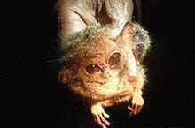 Pygmy tarsier httpsuploadwikimediaorgwikipediaenthumbe