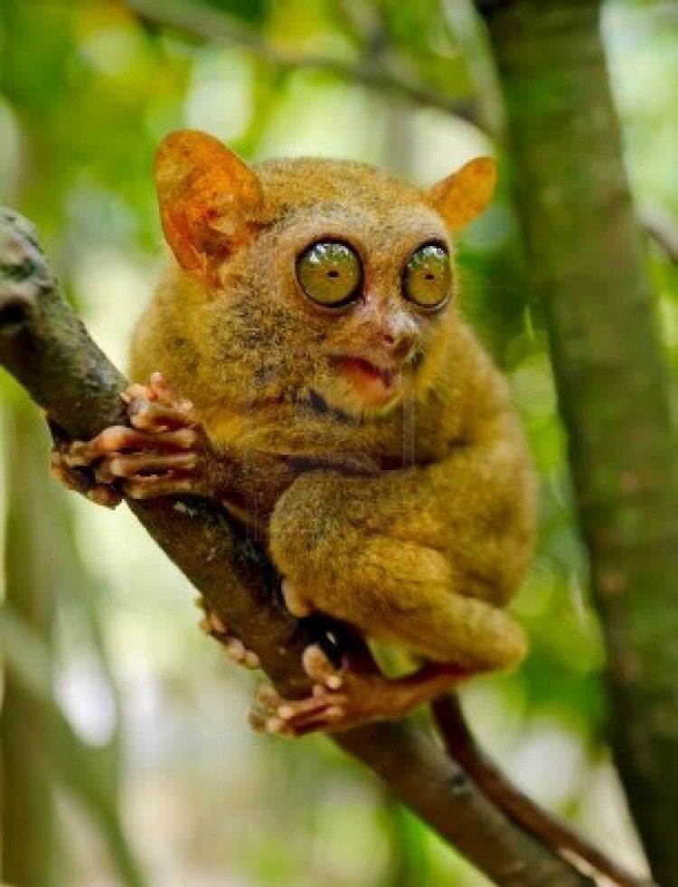 Pygmy tarsier Tarsier Info biologypop
