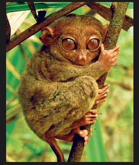 Pygmy tarsier AUSTRALIAN FANTASY ADVENTURES THE PYGMY TARSIER