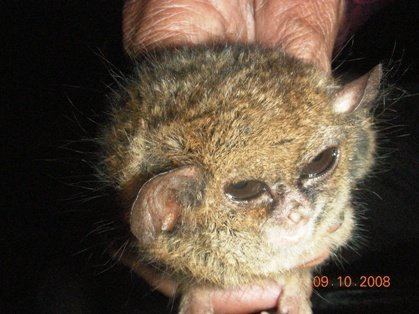 Pygmy tarsier Pygmy tarsier a tiny primate rediscovered in Indonesia