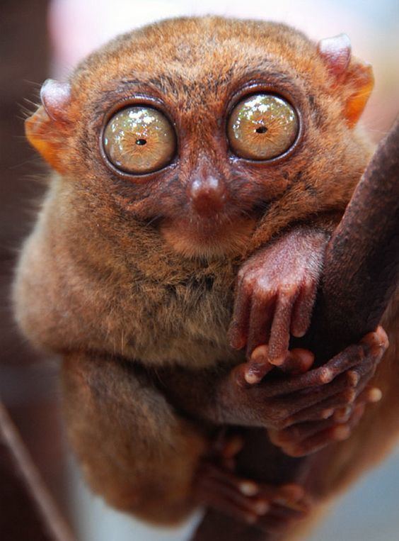 Pygmy tarsier Pygmy tarsier monkey Tarsius pumilus the smallest monkey in the