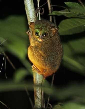 Pygmy tarsier Are pygmy tarsiers facing 39reextinction39 Sarah Wells