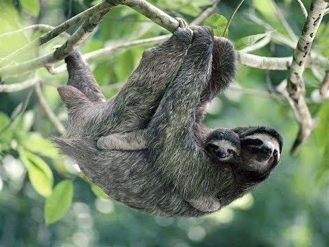 Pygmy three-toed sloth Pygmy threetoed sloth Bradypus pygmaeus Endangered YouTube