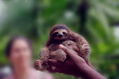 Pygmy three-toed sloth Digestion Pygmy ThreeToed Sloth