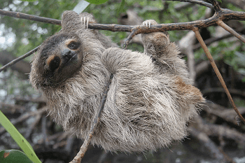 Pygmy three-toed sloth wwwourendangeredworldcomwpcontentuploads2013
