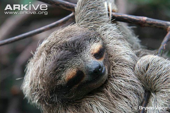 Pygmy three-toed sloth Pygmy threetoed sloth photo Bradypus pygmaeus G109295 ARKive