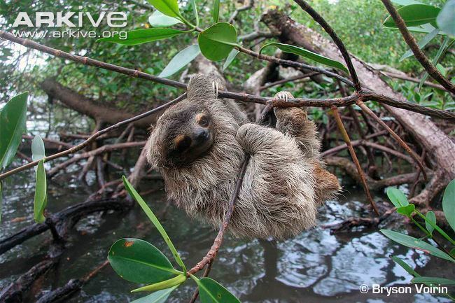 Pygmy three-toed sloth Pygmy threetoed sloth videos photos and facts Bradypus pygmaeus