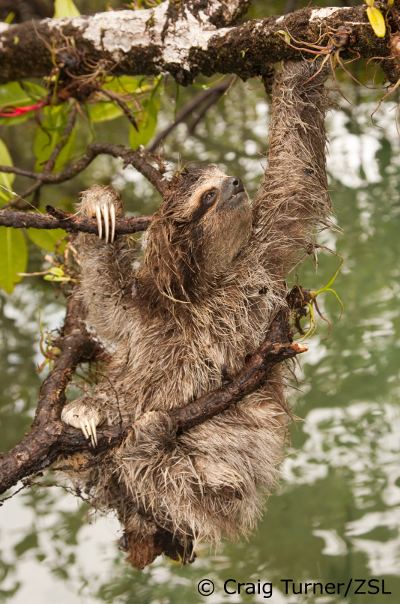 Pygmy three-toed sloth EDGE Mammal Species Information