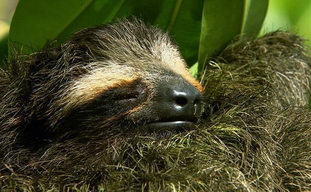 Pygmy three-toed sloth BBC Nature Pygmy threetoed sloth videos news and facts