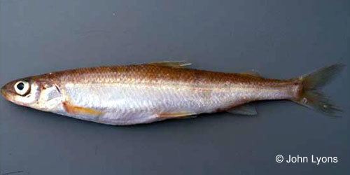 Pygmy whitefish Ontario Freshwater Fishes Life History Database Species Photograph