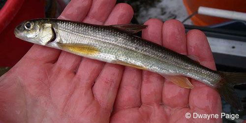 Pygmy whitefish Ontario Freshwater Fishes Life History Database Species Detail