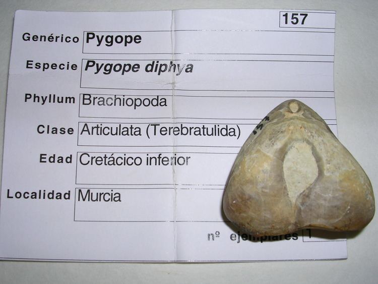 Pygope FilePygope diphya4 Cretacico inferiorJPG Wikimedia Commons