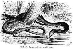 Pygopodidae Pygopodidae Wikipedia