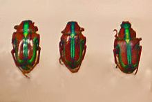 Pygora beetle httpsuploadwikimediaorgwikipediacommonsthu