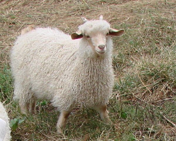 Pygora goat Fiber Goats part 1 The Fiber of My Being