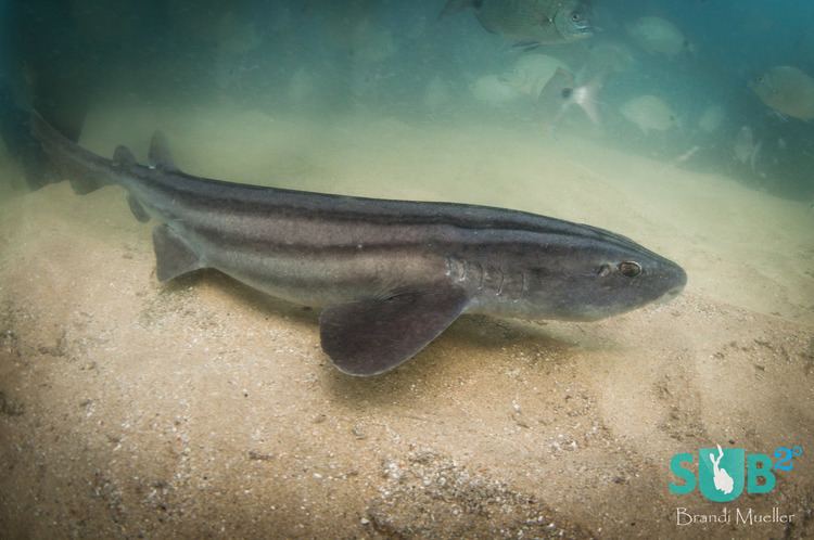 Pyjama shark Pyjama Shark or Catshark Facts Endangered Sea Animals