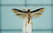 Pyloetis httpsuploadwikimediaorgwikipediacommonsthu