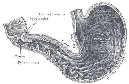 Pylorus