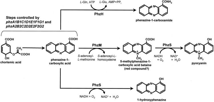 Pyocyanin Functional Analysis of Genes for Biosynthesis of Pyocyanin and